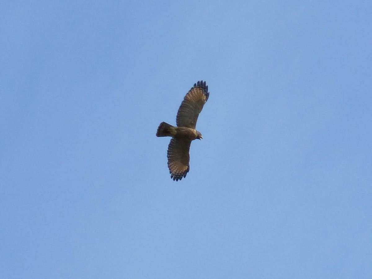 Roadside Hawk - ML620762957