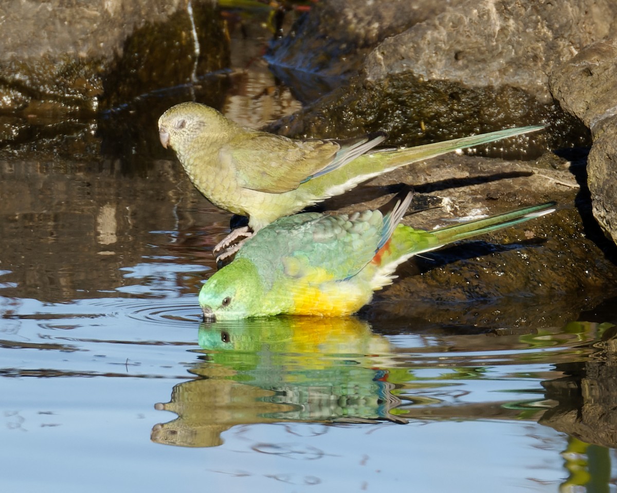 Red-rumped Parrot - ML620762961