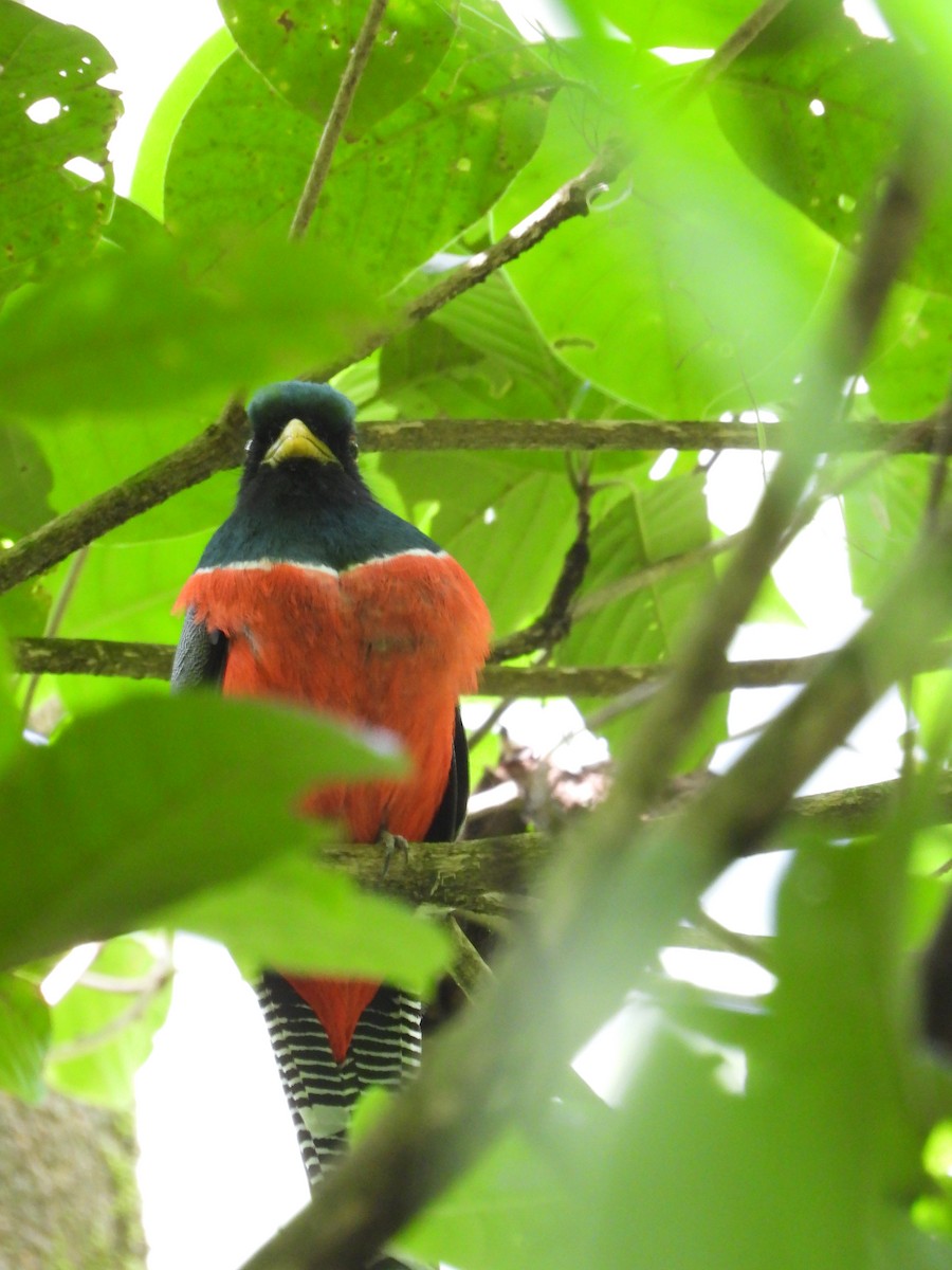 Collared Trogon - ML620762965