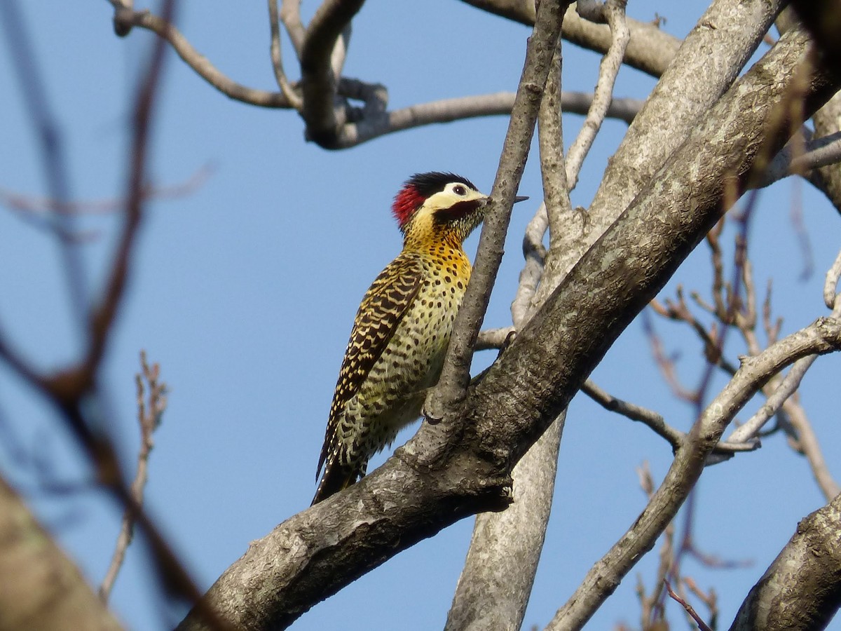 Green-barred Woodpecker - ML620762969