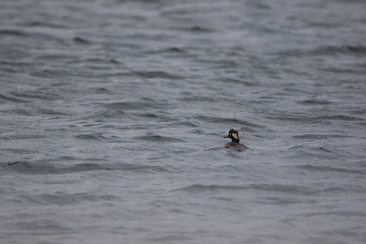 Hooded Merganser - ML620762975