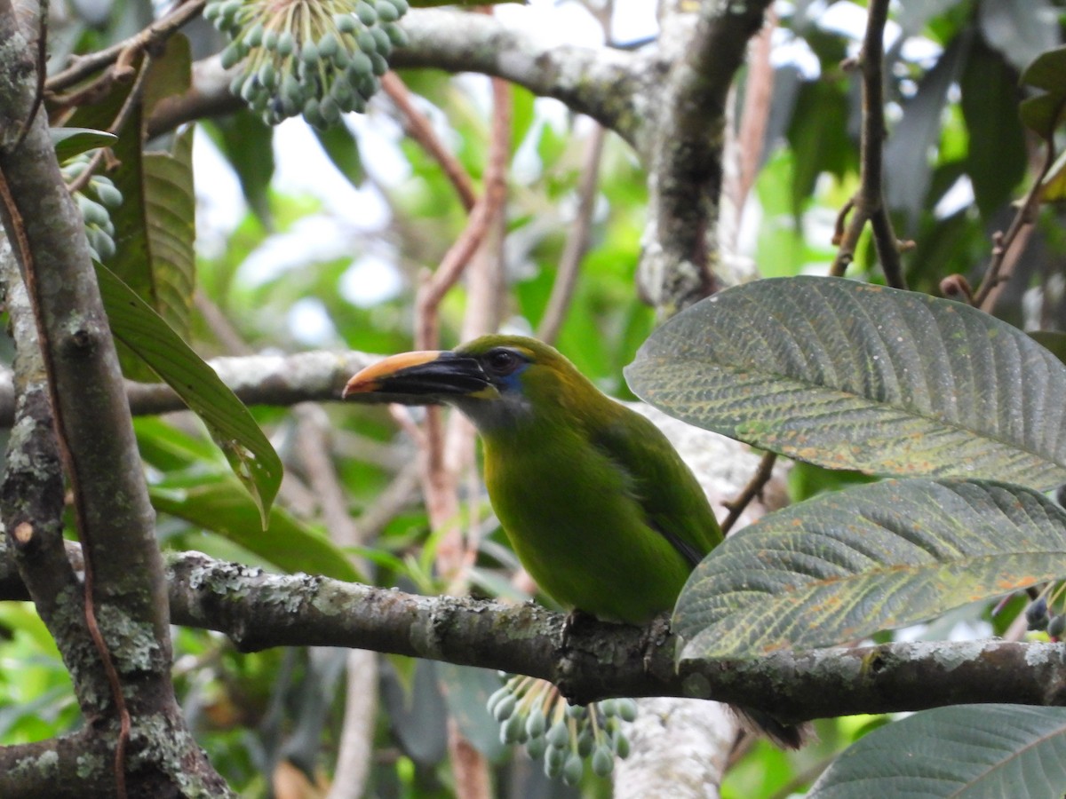 Toucanet à bec sillonné - ML620762976