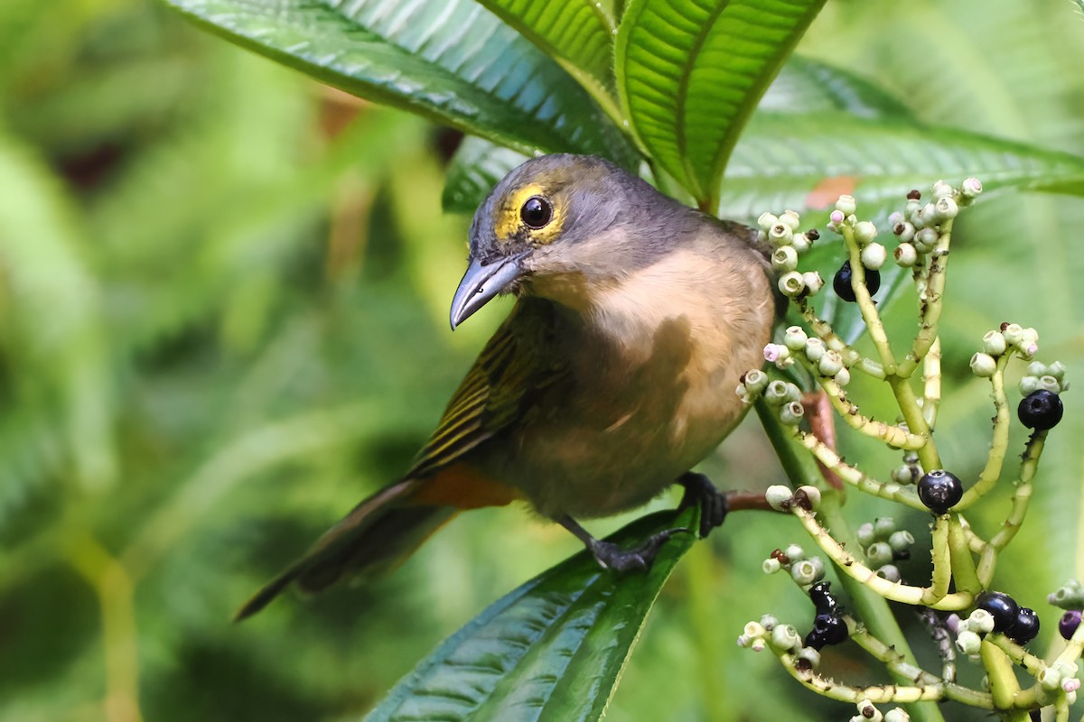 Fulvous-crested Tanager - ML620762977