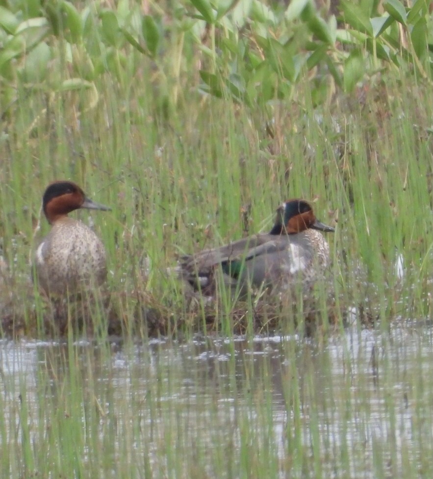 Green-winged Teal - ML620762978