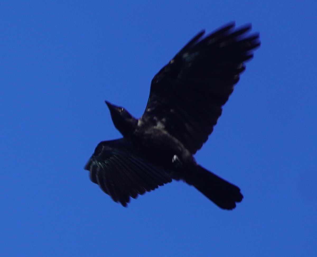 American Crow - ML620762984