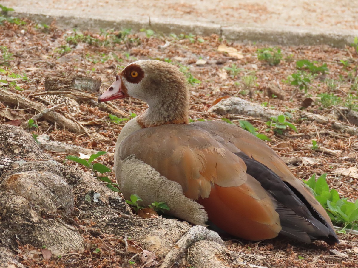 Egyptian Goose - ML620762987