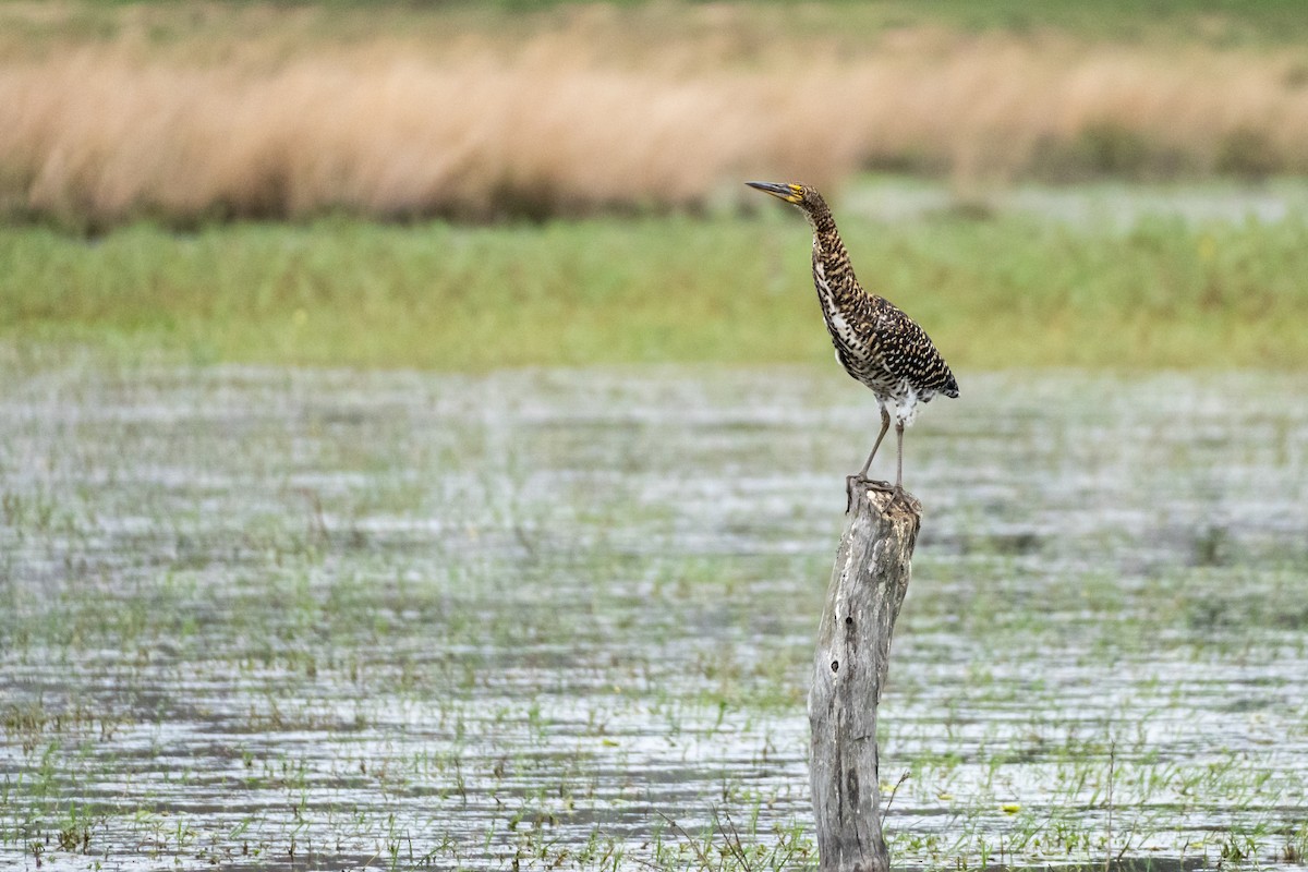 Rufescent Tiger-Heron - Diego Kondratzky