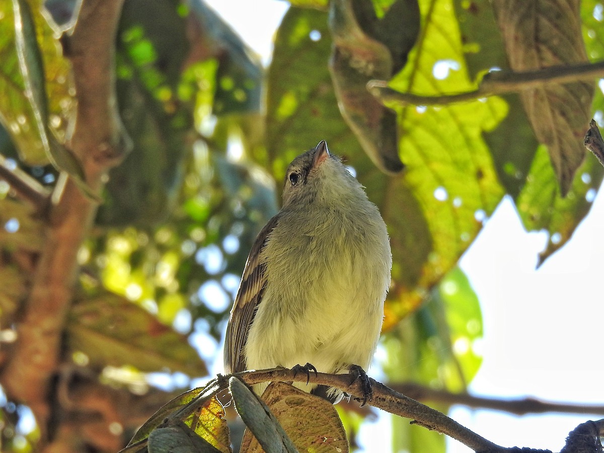 Southern Mouse-colored Tyrannulet - ML620762991