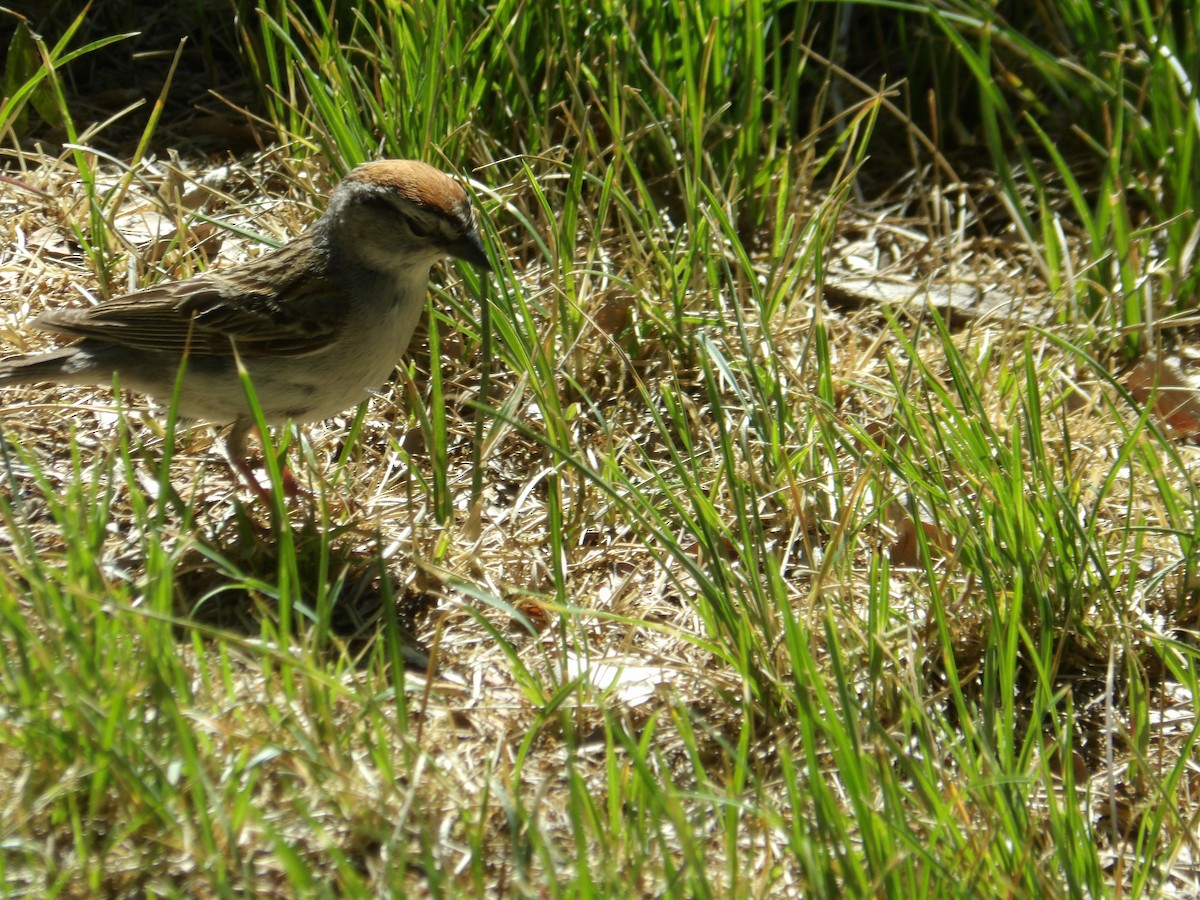 Chipping Sparrow - ML620762998