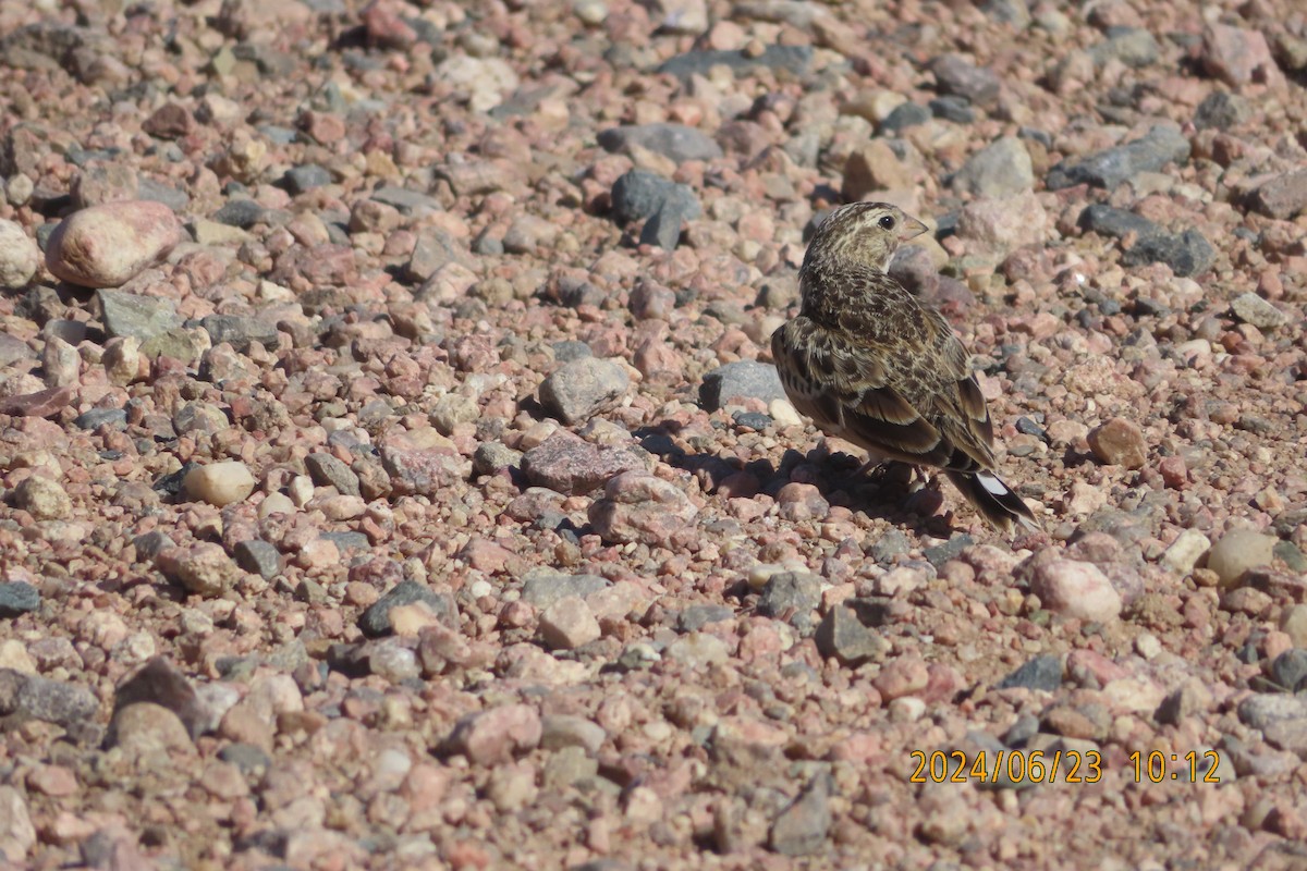 Thick-billed Longspur - ML620763004