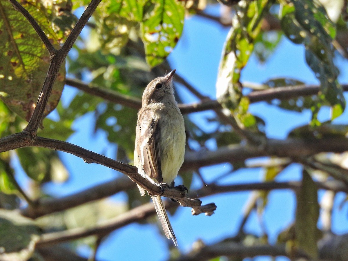 Southern Mouse-colored Tyrannulet - ML620763005