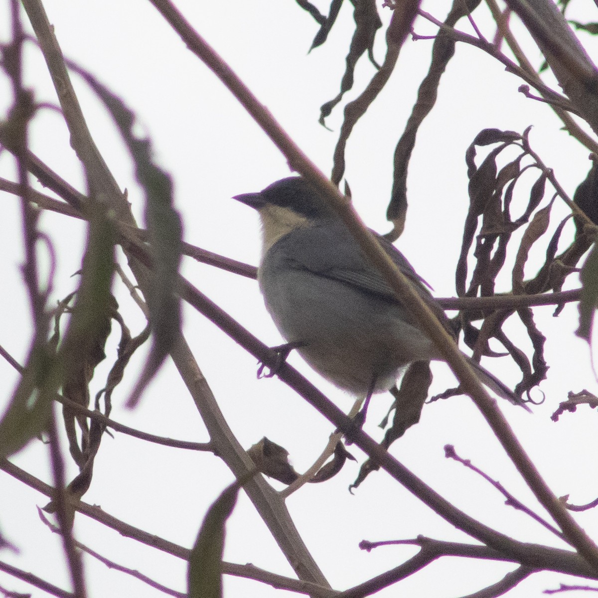 Cinereous Warbling Finch - ML620763013