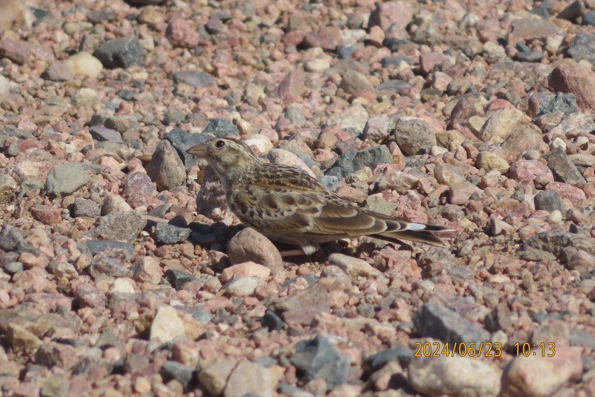 Thick-billed Longspur - ML620763019