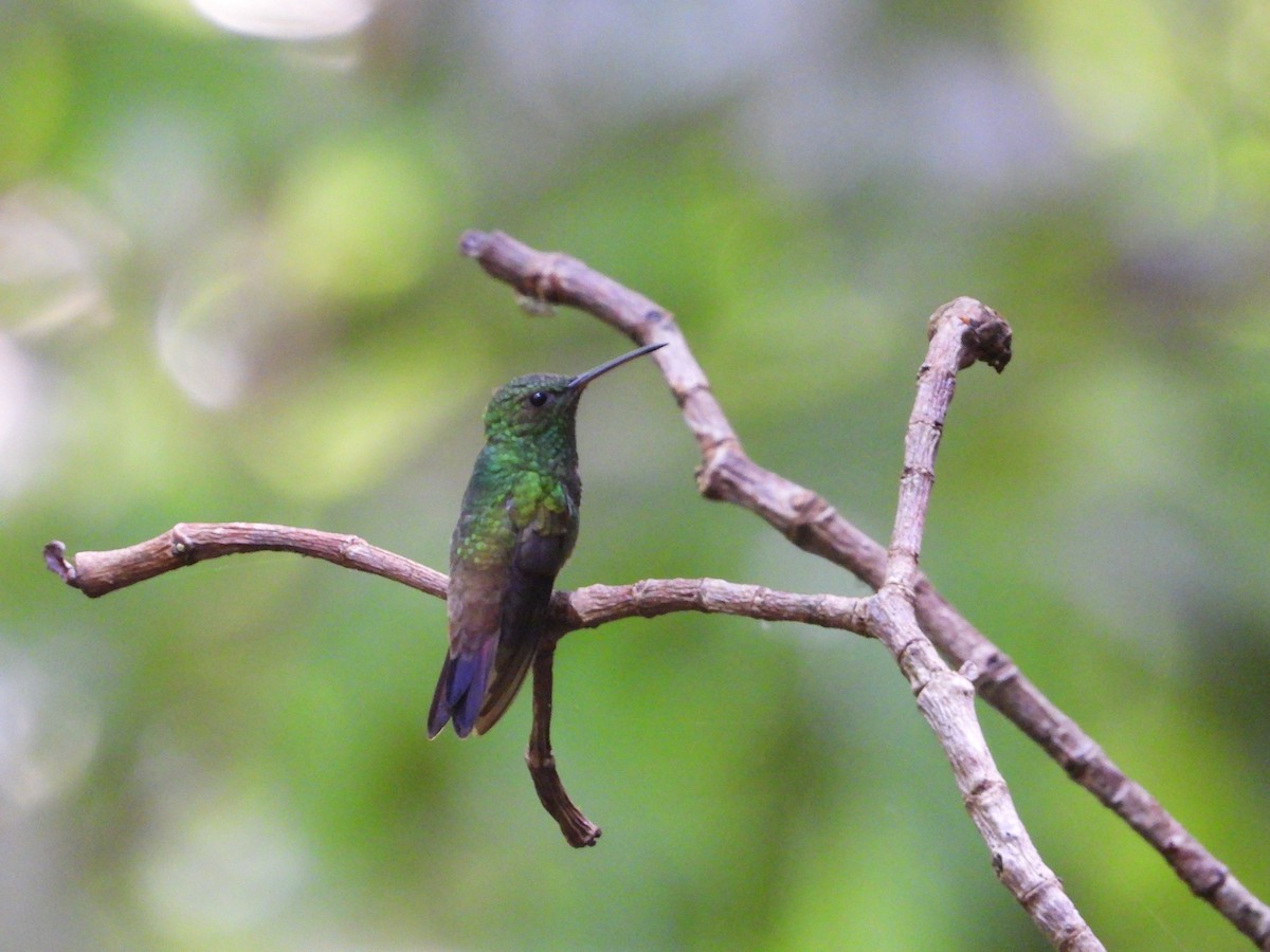 kolibřík zelenobřichý - ML620763020