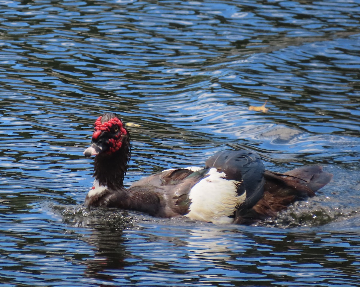 Muscovy Duck (Domestic type) - ML620763021