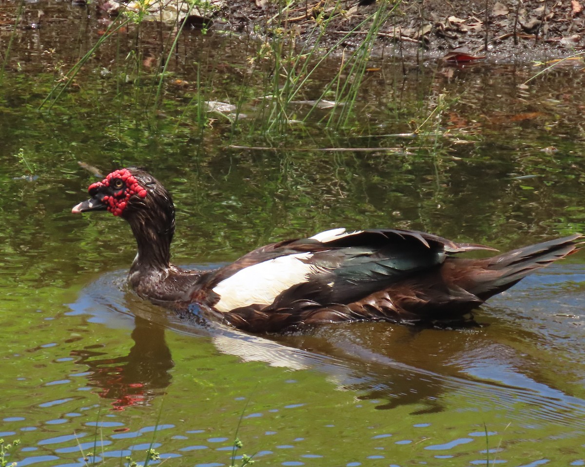 Muscovy Duck (Domestic type) - ML620763022