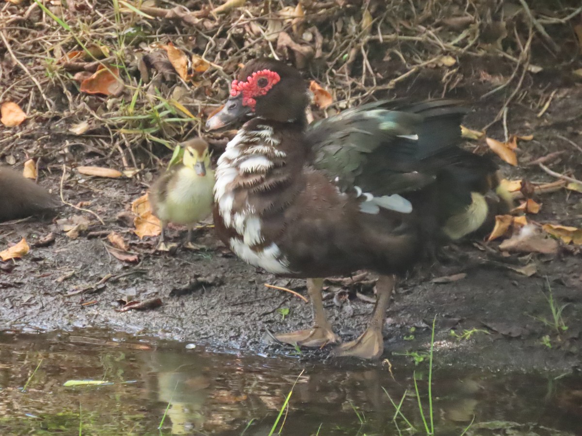 Muscovy Duck (Domestic type) - ML620763023