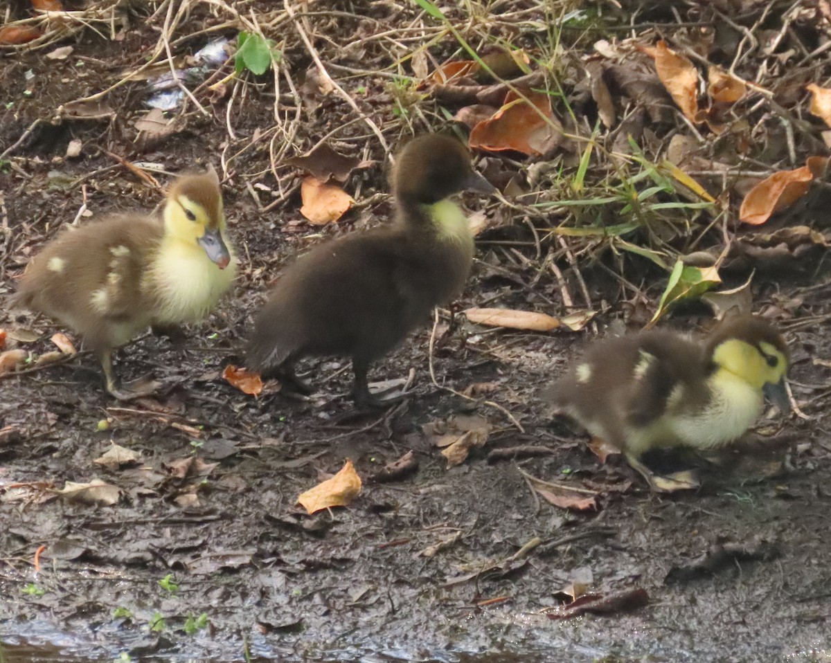 Muscovy Duck (Domestic type) - ML620763024