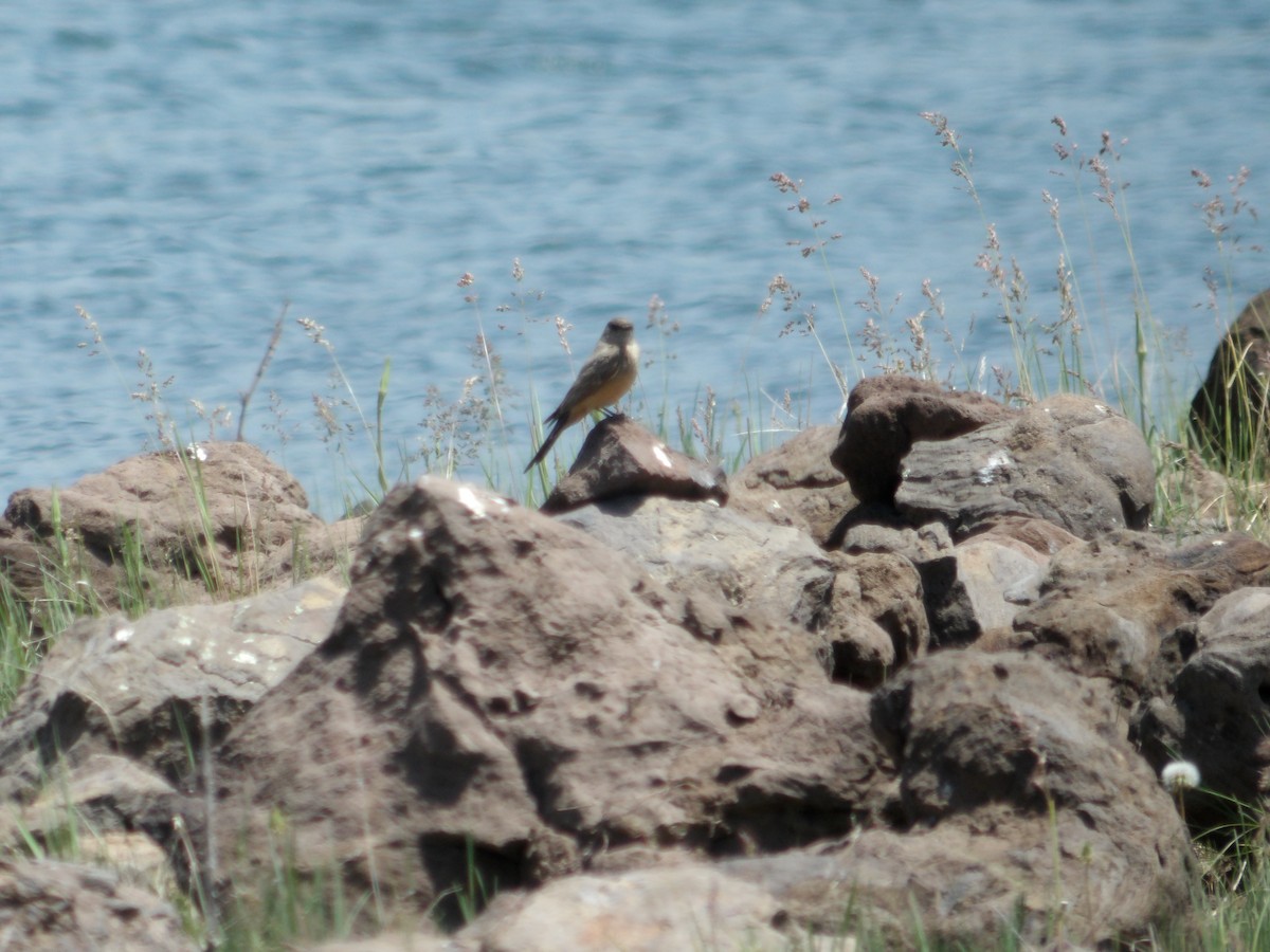 Say's Phoebe - ML620763031