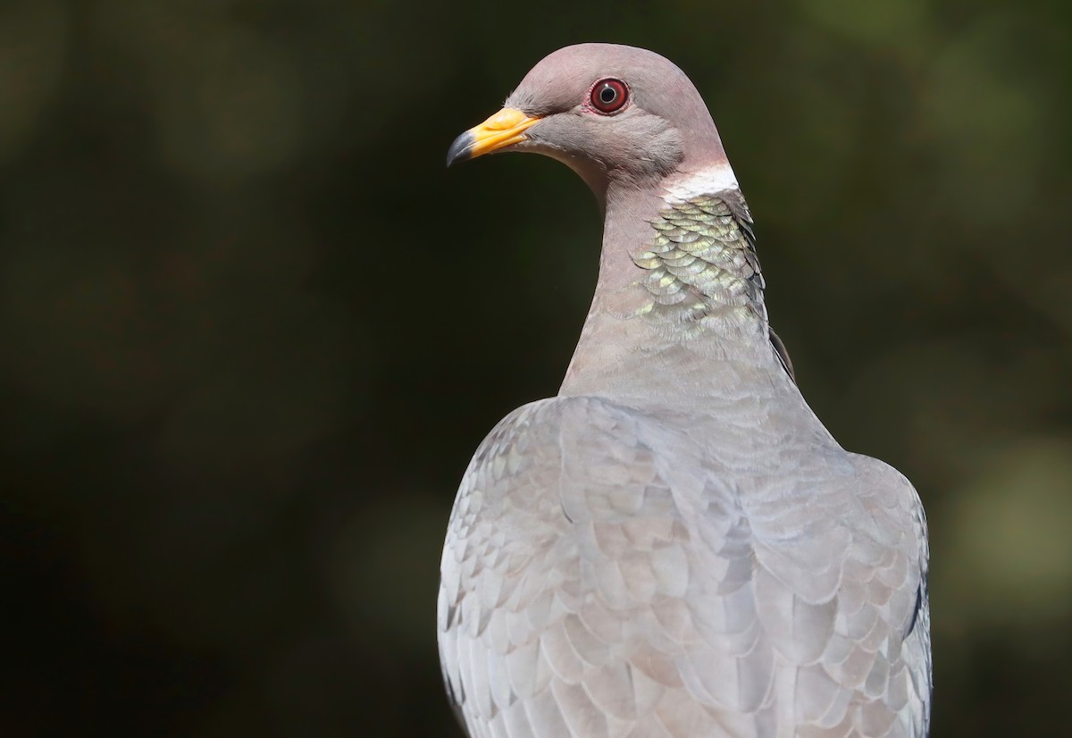 Band-tailed Pigeon - Steve Tucker