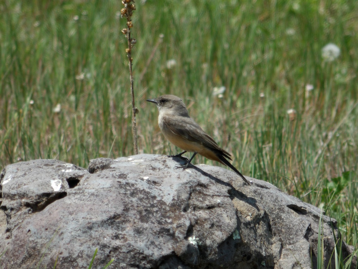 Say's Phoebe - ML620763035