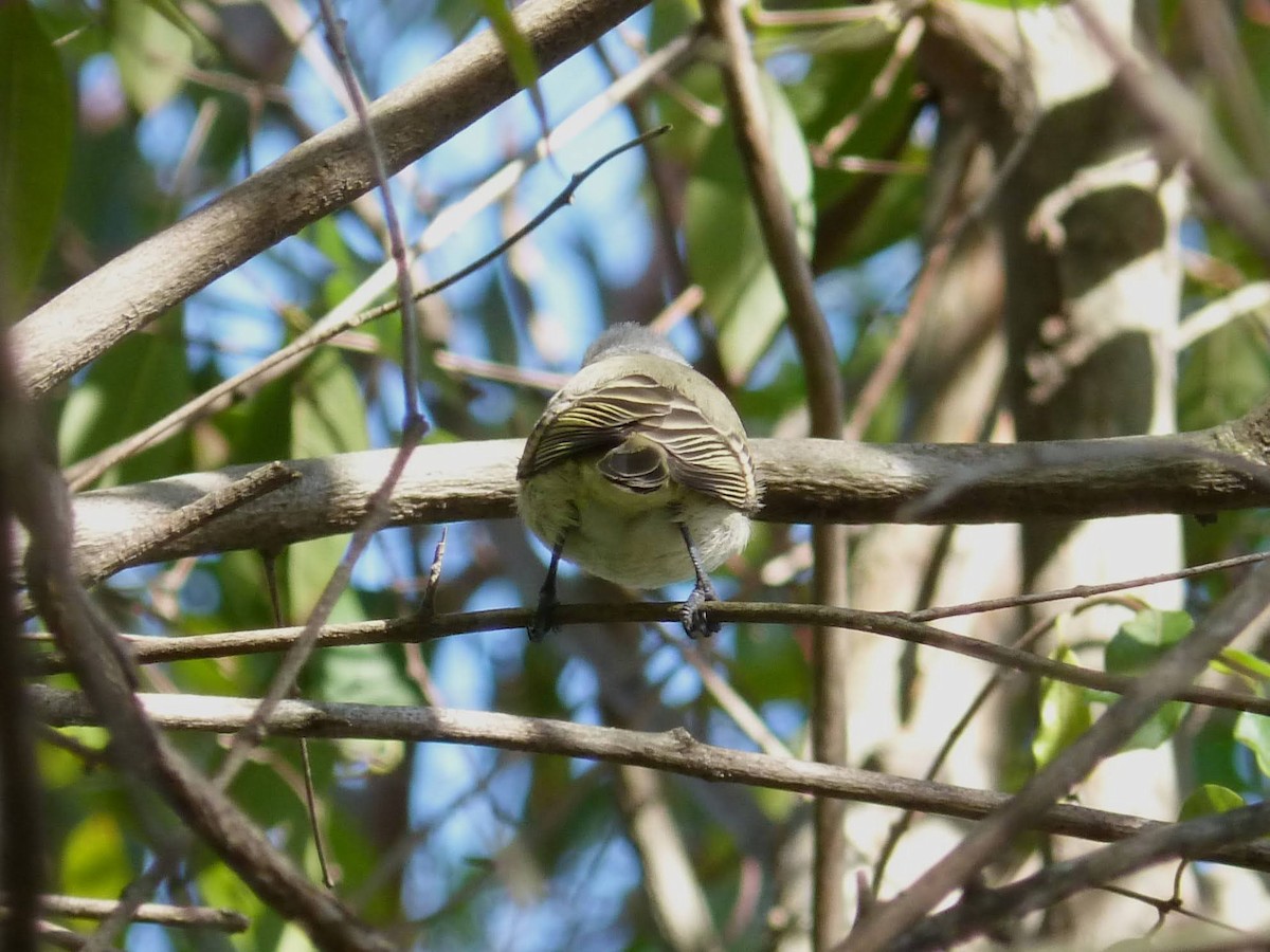 Southern Beardless-Tyrannulet - ML620763039