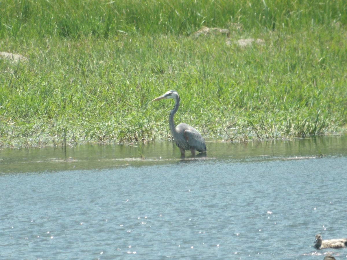 Great Blue Heron - ML620763042