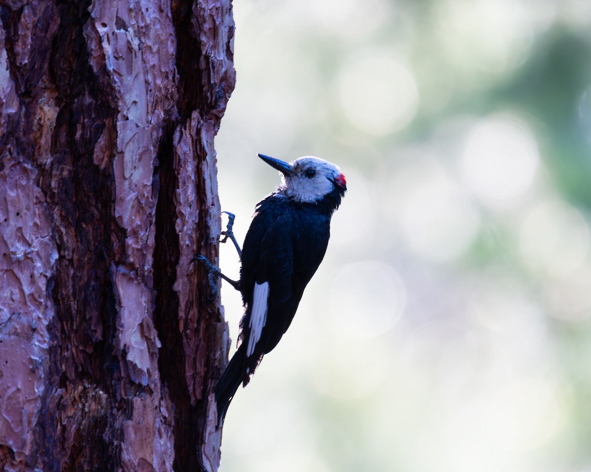 White-headed Woodpecker - ML620763044