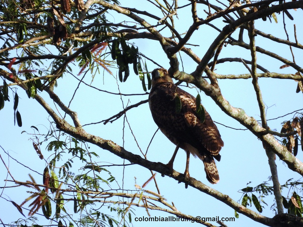 Great Black Hawk - ML620763045