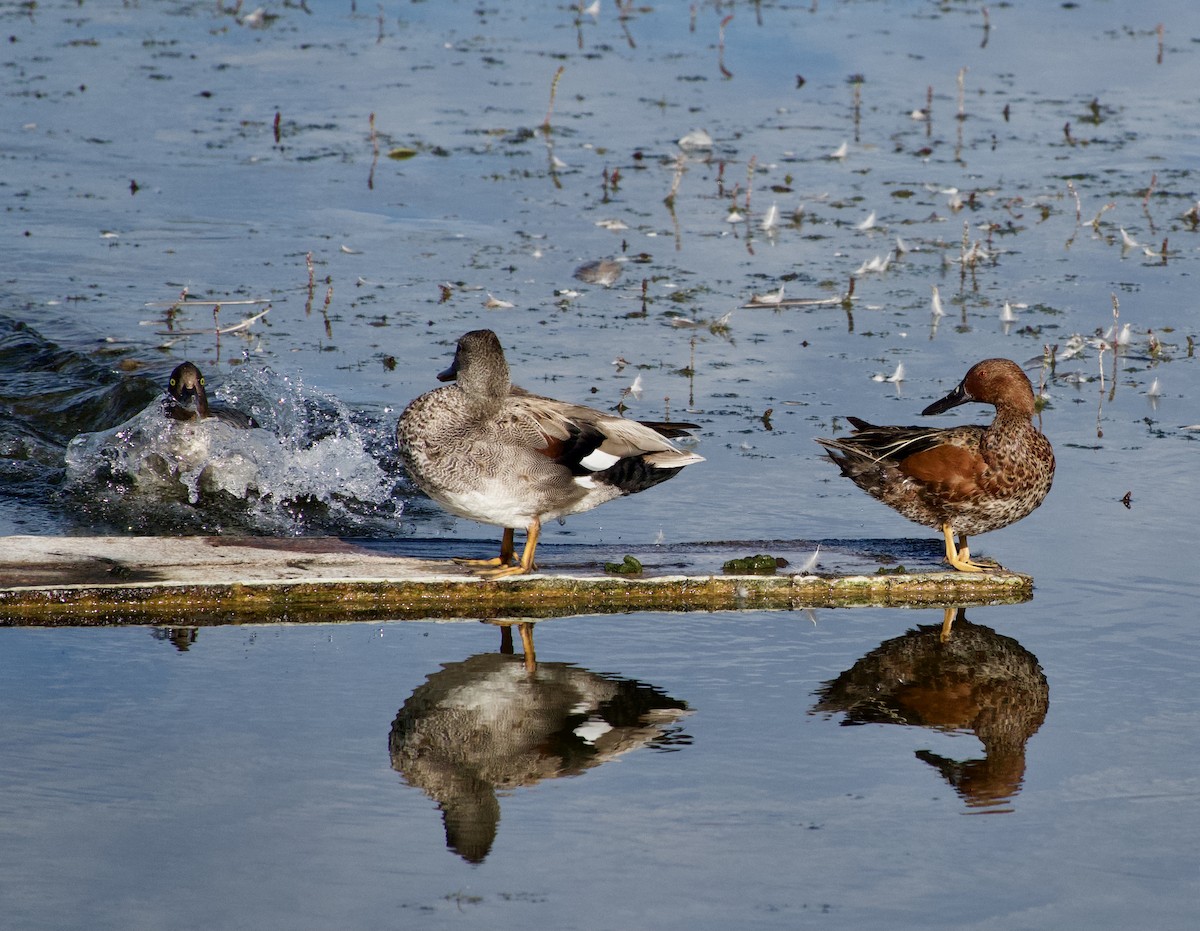 Gadwall - ML620763048