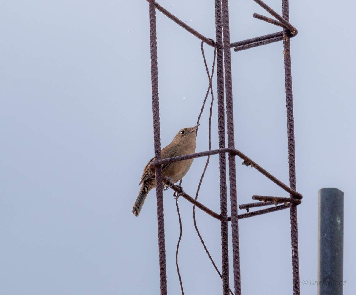 House Wren - ML620763049