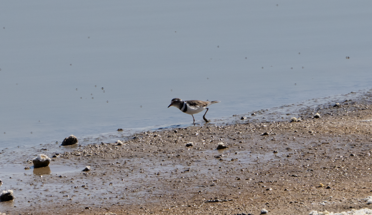 Three-banded Plover - ML620763050