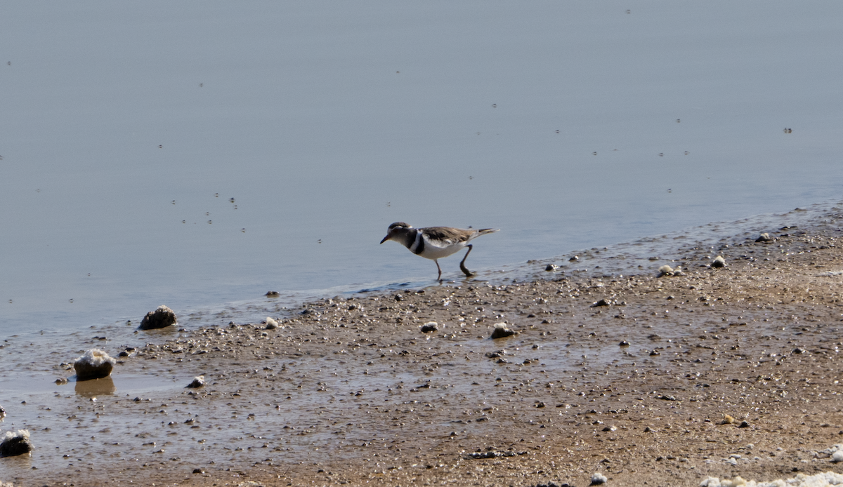 Egyptian Goose - ML620763050