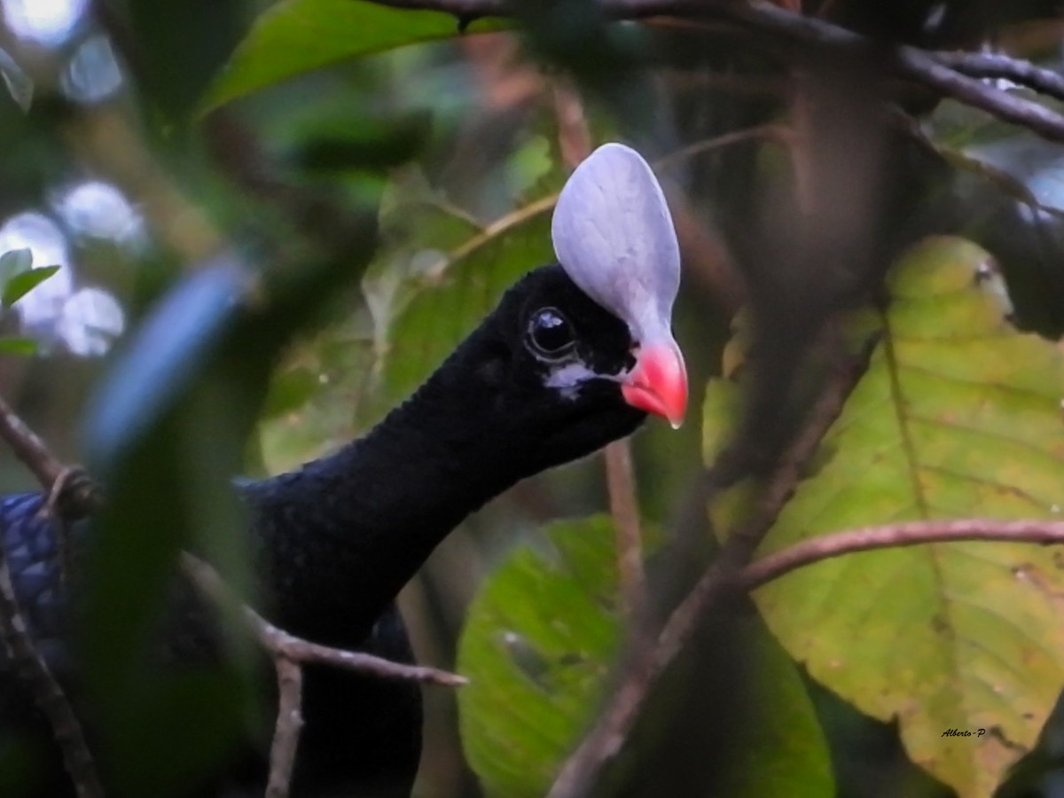 Helmeted Curassow - ML620763052