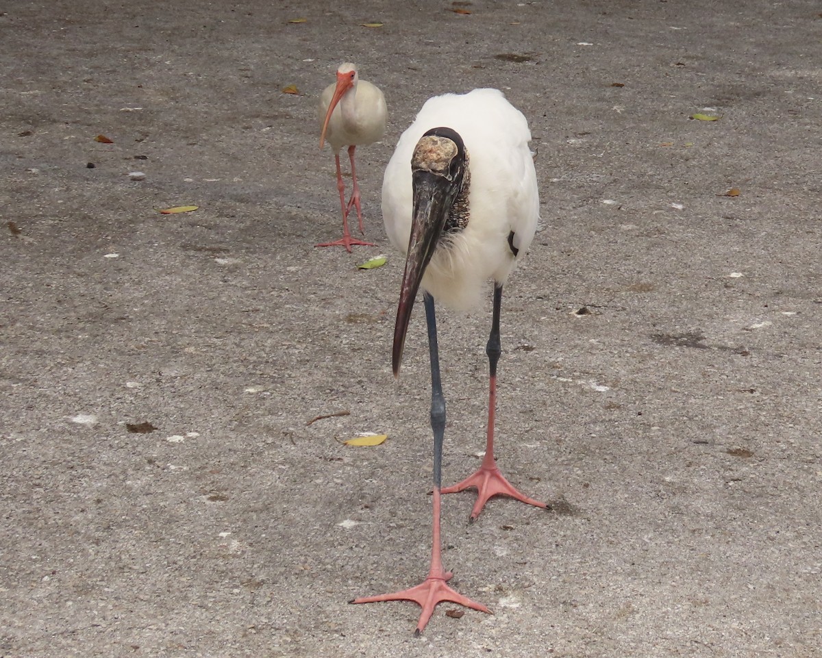 Wood Stork - ML620763053