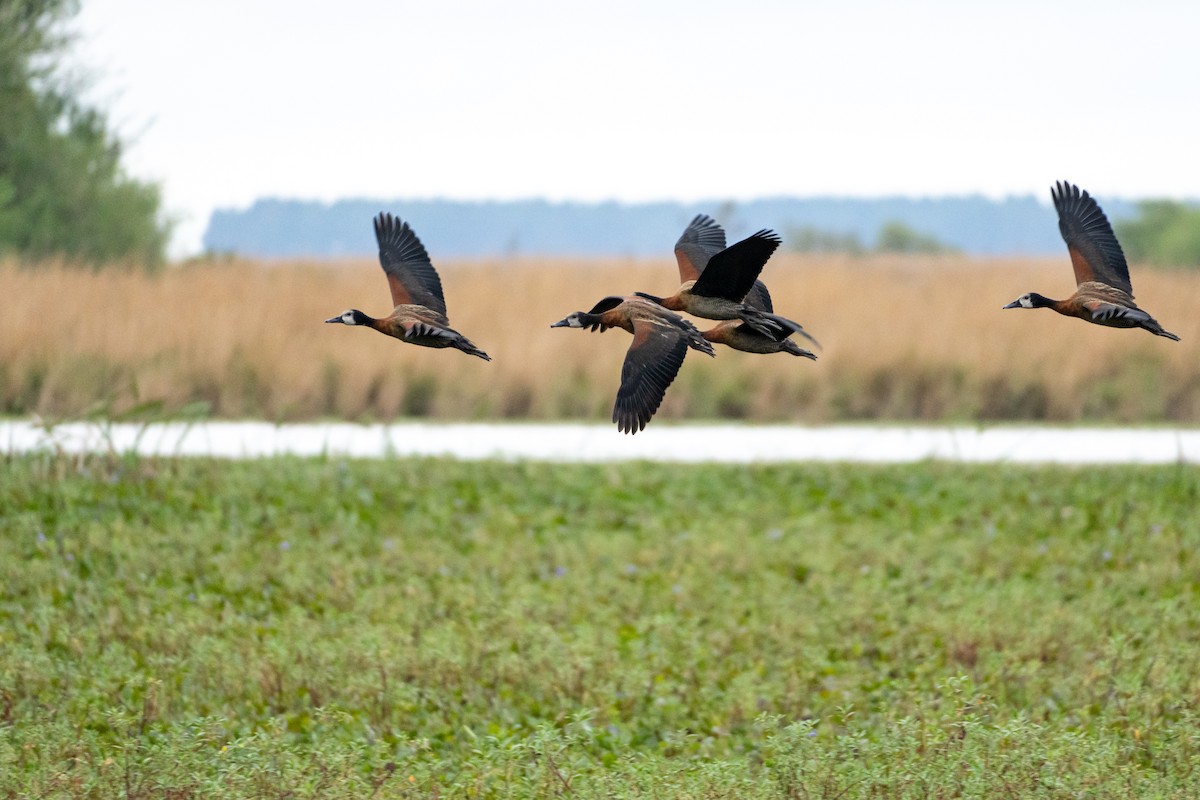 White-faced Whistling-Duck - ML620763054