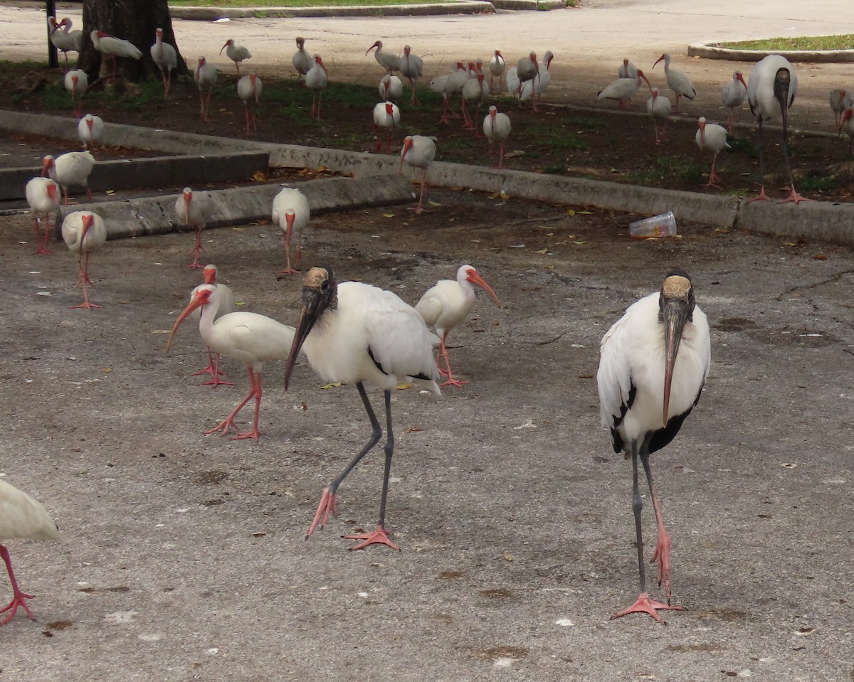 Wood Stork - ML620763055