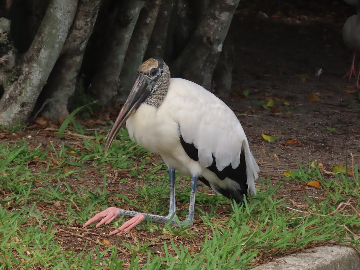 Wood Stork - ML620763057