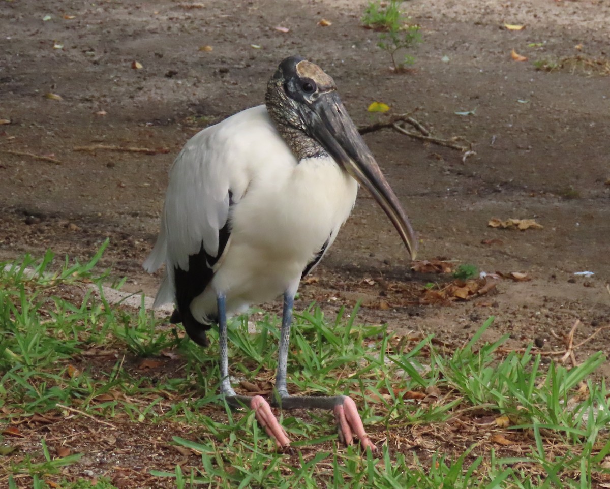 Wood Stork - ML620763058