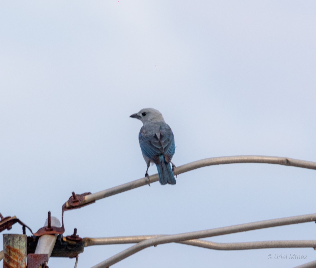 Blue-gray Tanager - ML620763061