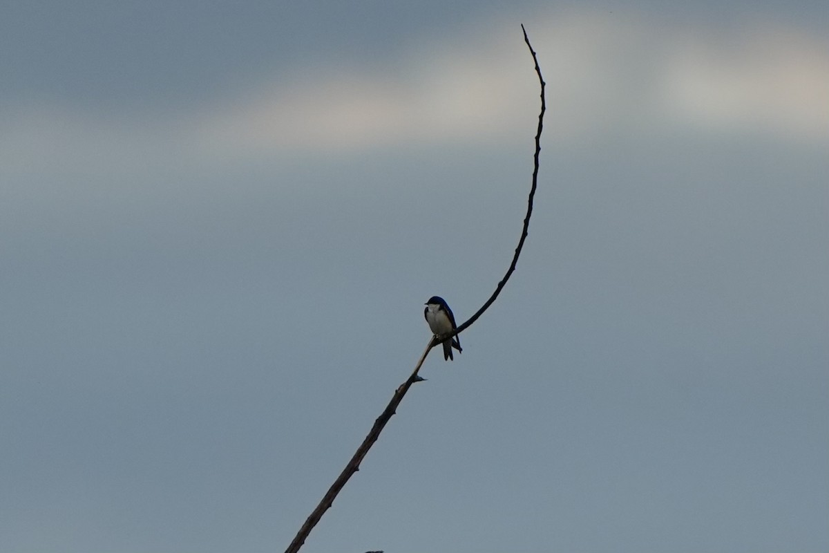 Tree Swallow - ML620763063