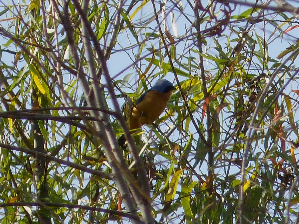 Fawn-breasted Tanager - ML620763066