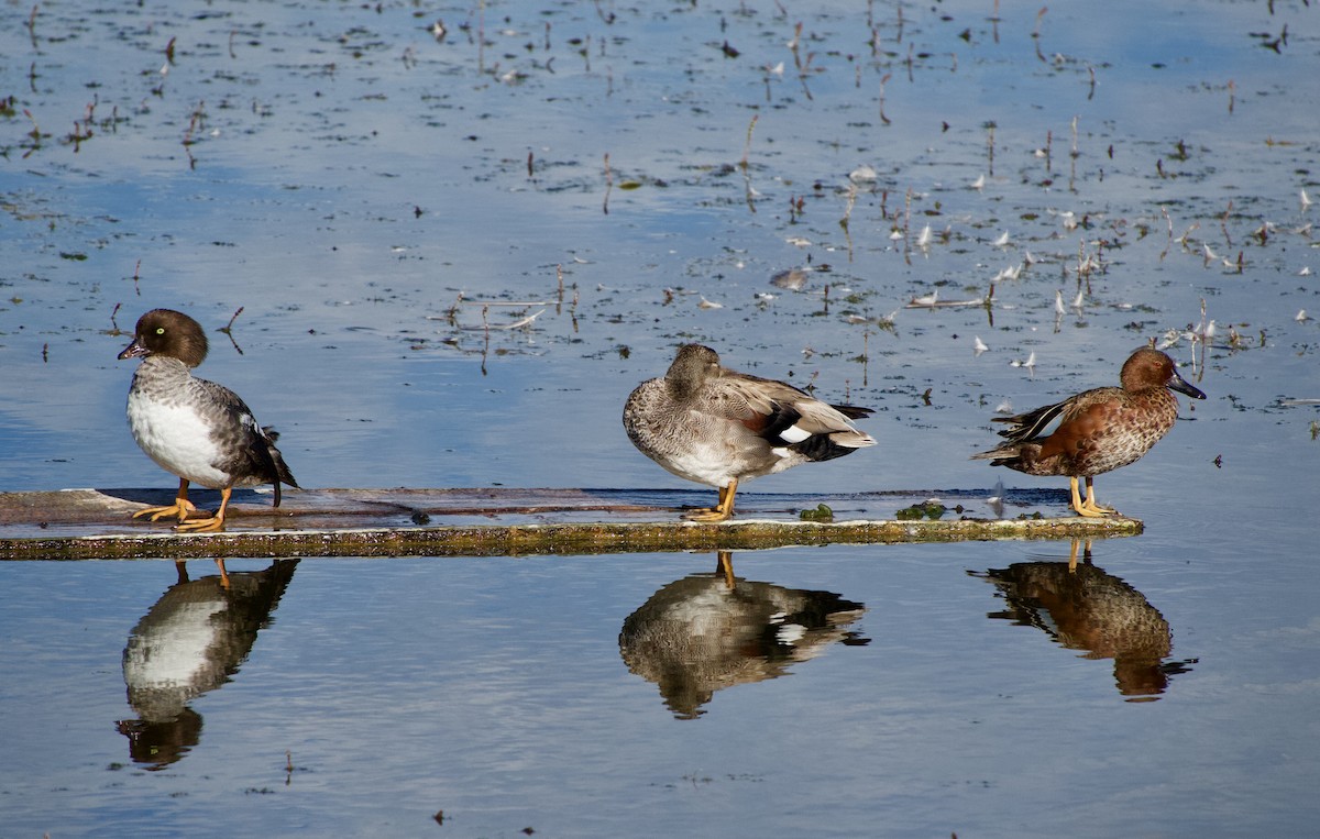 Barrow's Goldeneye - ML620763067