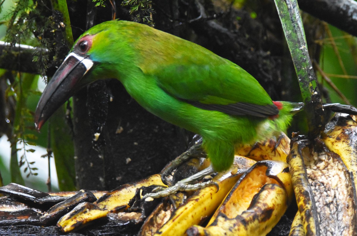 Crimson-rumped Toucanet - ML620763070