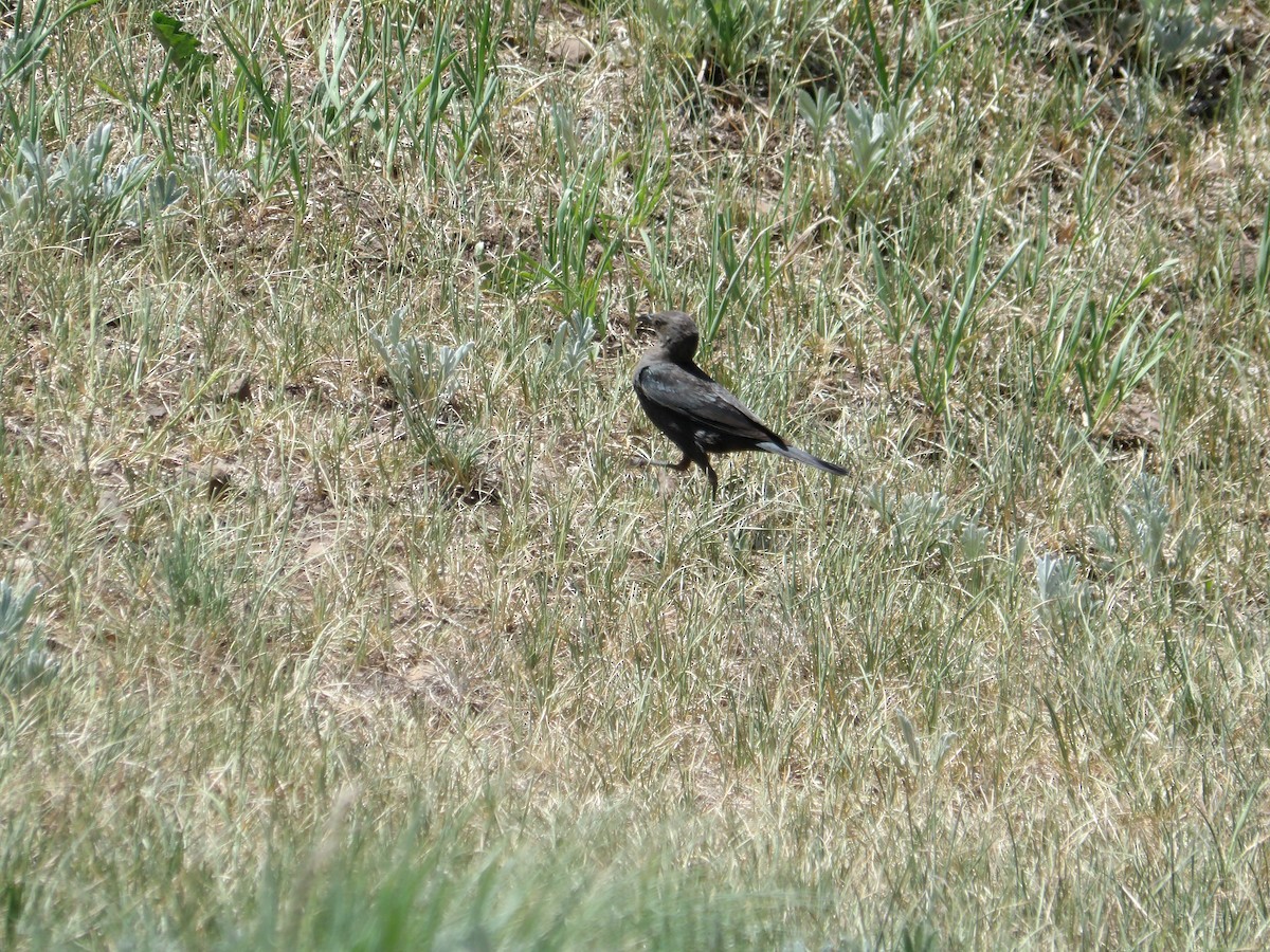 Great-tailed Grackle - ML620763073