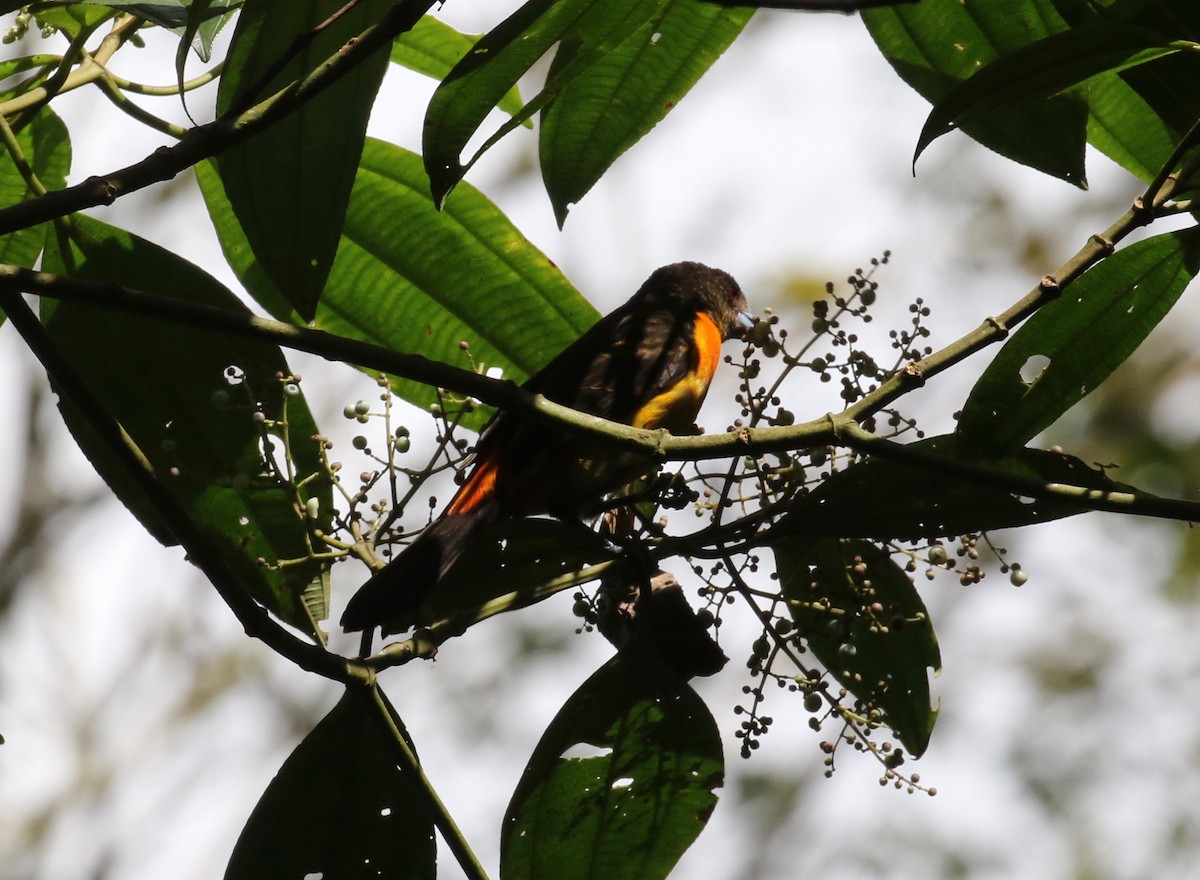 Flame-rumped Tanager (Flame-rumped) - ML620763078