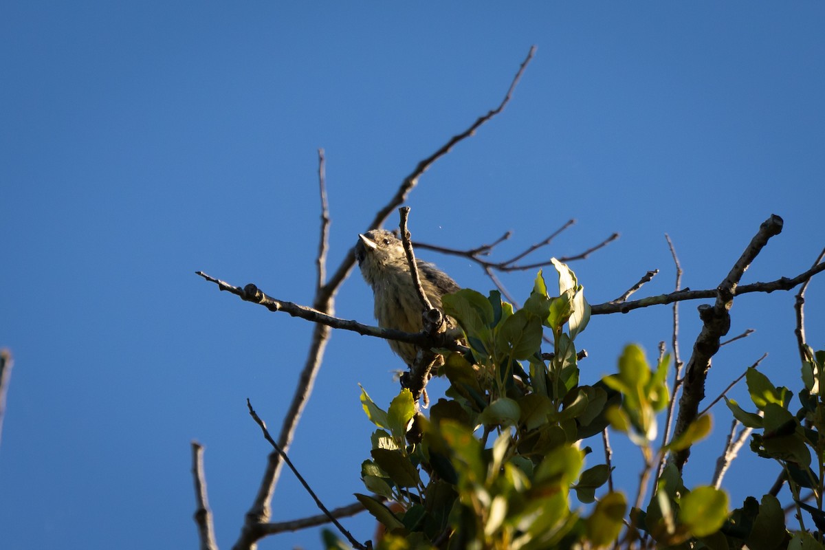 茶腹鳾 - ML620763079