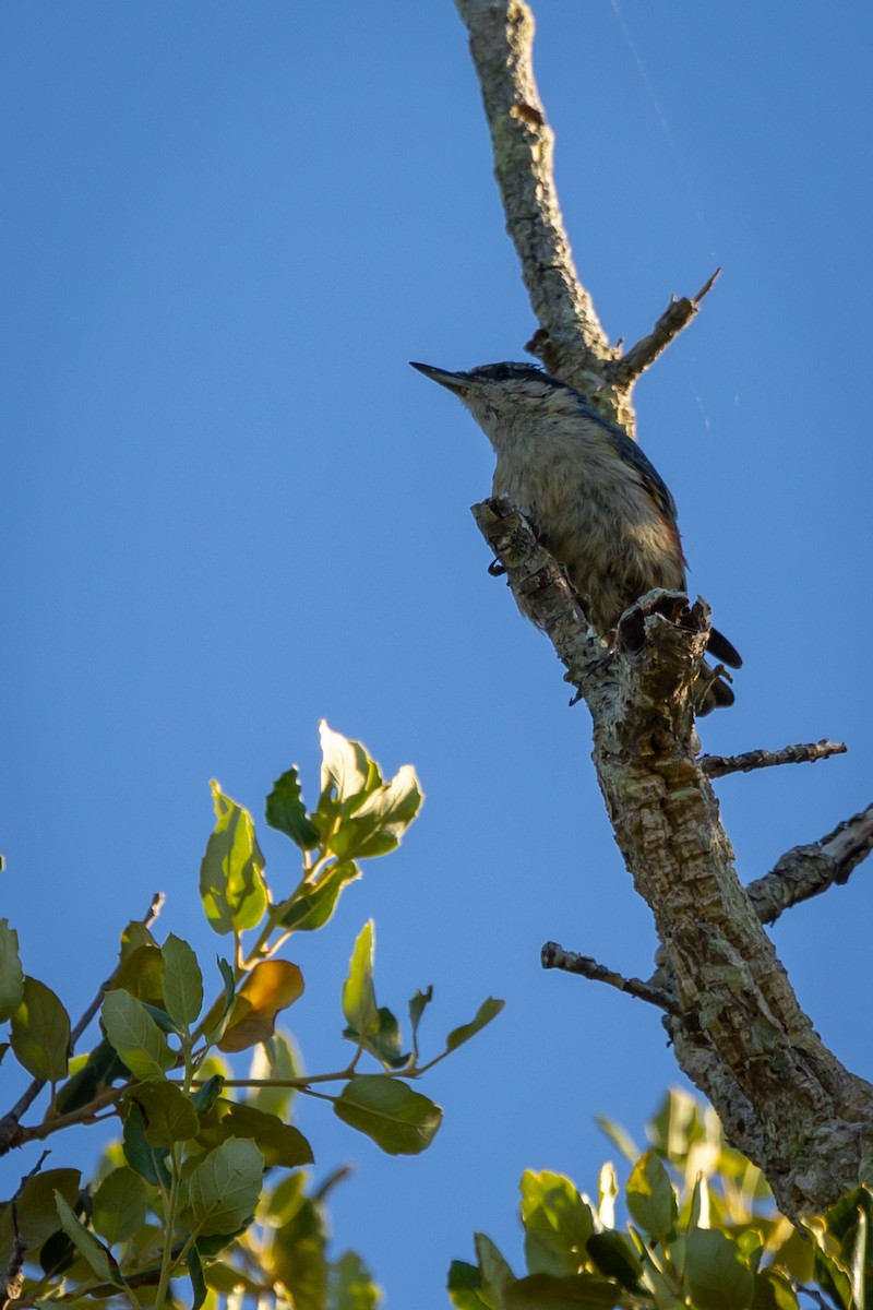 Eurasian Nuthatch - ML620763080