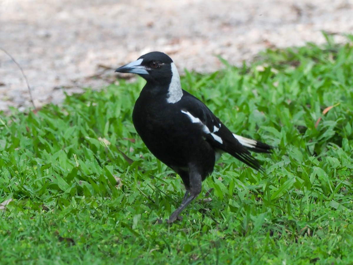 Australian Magpie - ML620763084