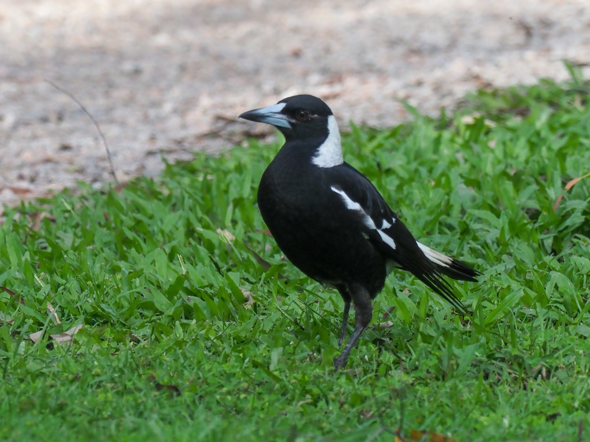 Australian Magpie - ML620763085